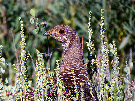 Blue Grouse, Day 4